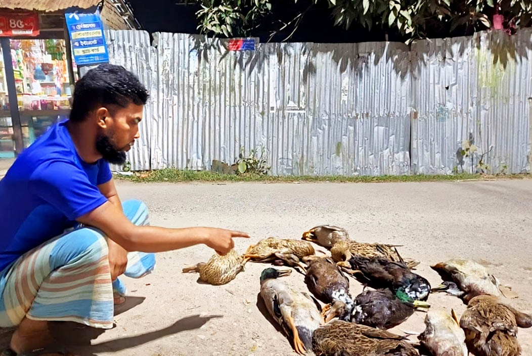 বরগুনায় বিষ প্রয়োগে ১৬টি হাঁস হত্যা, থানায় অভিযোগ উঠেছে