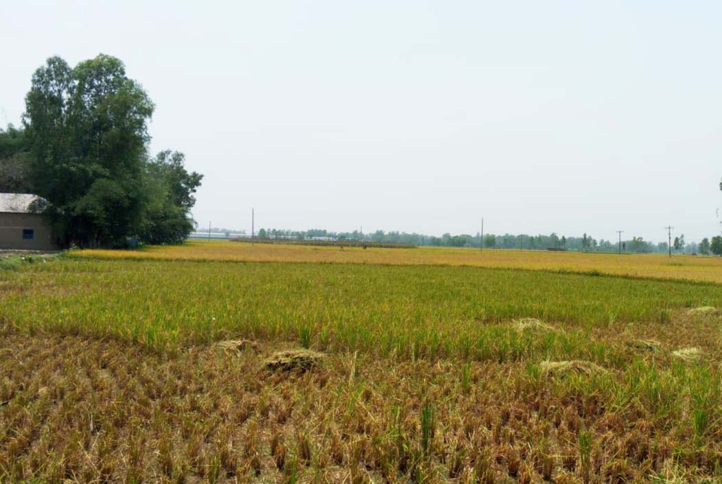 ক্ষুদ্র নৃগোষ্ঠীর জমি থেকে ধান কেটে নেওয়ার অভিযোগ