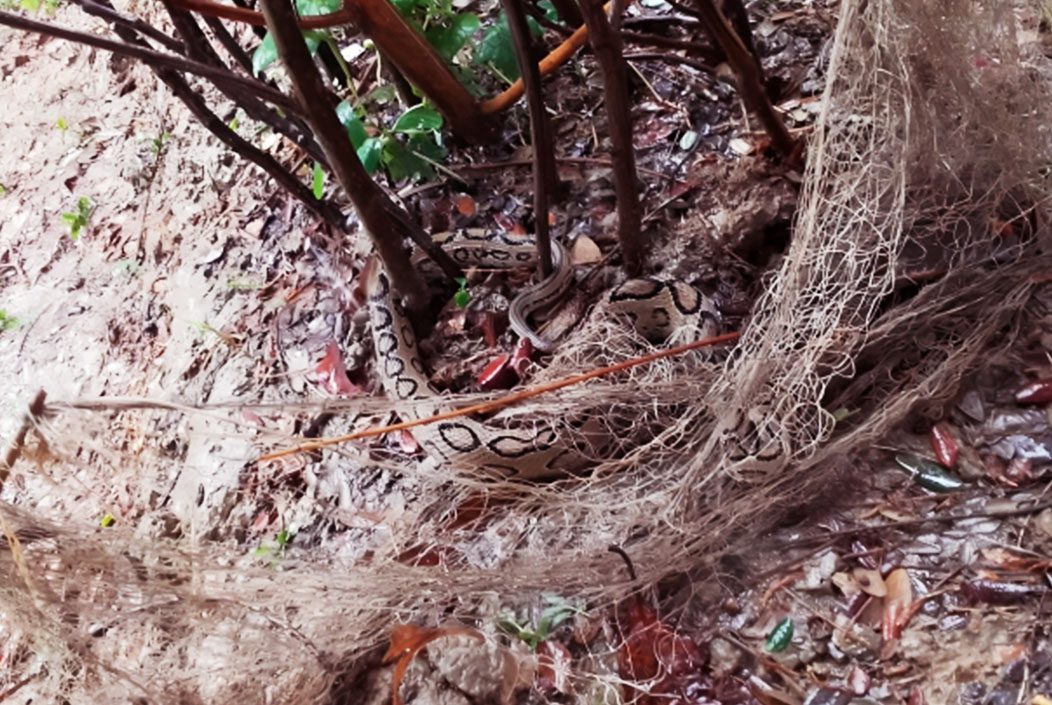 পটুয়াখালীর কলাপাড়ায় কৃষকের জালে ধরা পড়ল রাসেলস ভাইপার