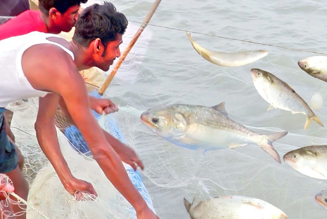 ১৩ অক্টোবর থেকে ২২ দিন ইলিশ ধরা, কেনাবেচা ও মজুত নিষিদ্ধ