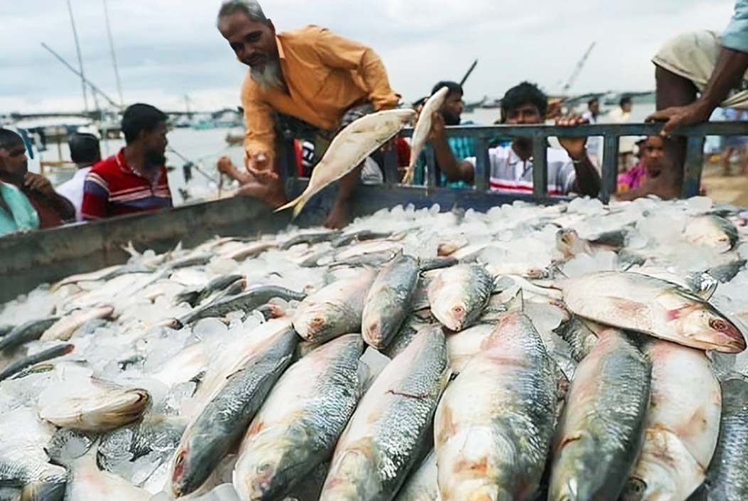 বেনাপোল স্থলবন্দর দিয়ে ভারতে গেল ২৭৬ টন ইলিশ