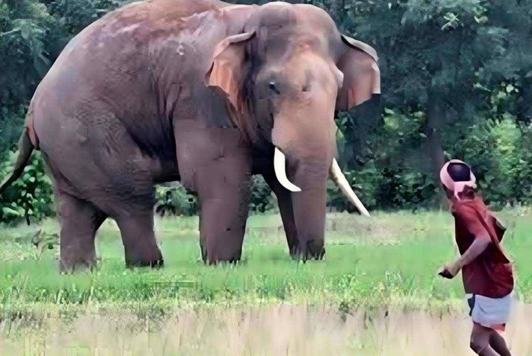 বান্দরবানে বন্যহাতির আক্রমণে শ্রমিকের মৃত্যু