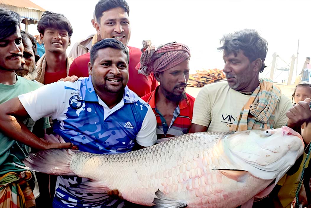 পদ্মার এক কাতল অর্ধ লাখে বিক্রি