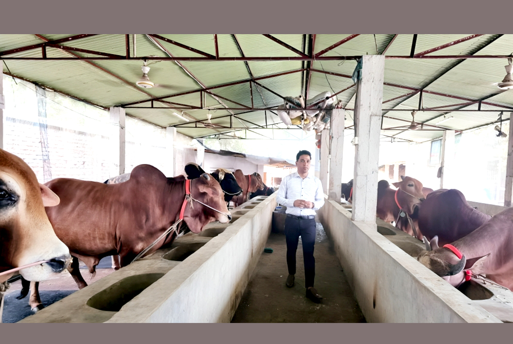 বগুড়ায় কোরবানিযোগ্য পশুর চাহিদা সাড়ে ৭ লাখ, উদ্বৃত্ত থাকবে ৩৮ হাজার