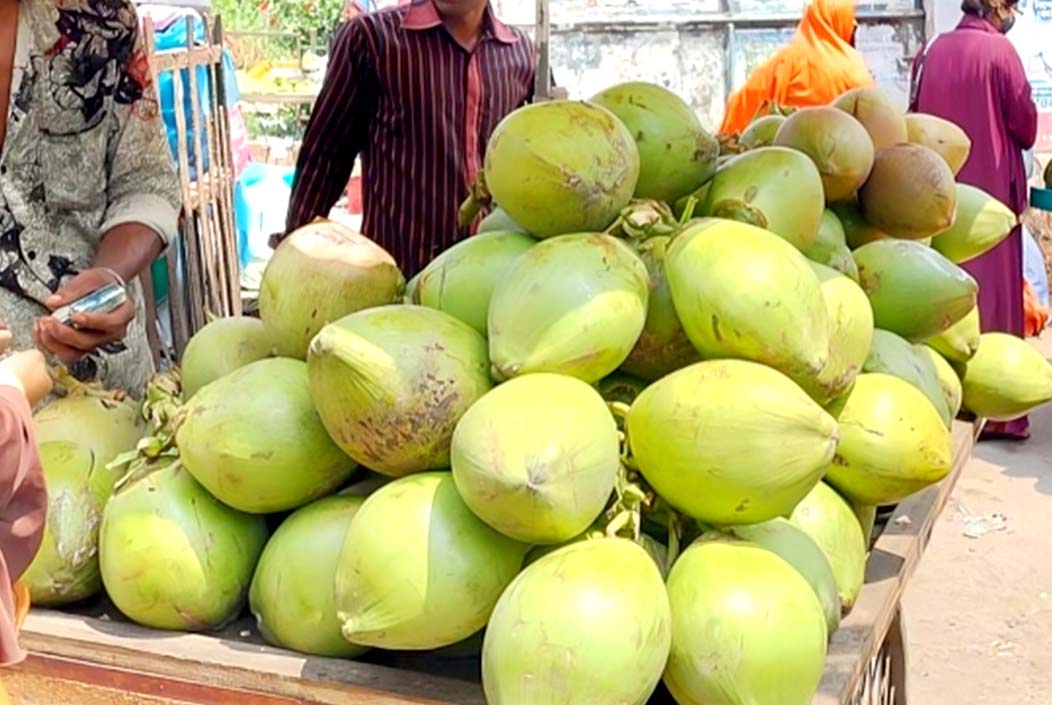 ৫০ টাকার ডাব ঢাকায় গিয়ে বিক্রি হয় ২০০ টাকায়