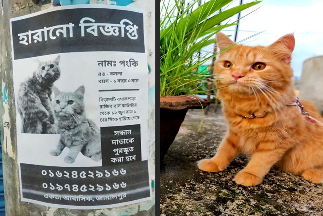 বিড়ালের খোঁজে থানায় জিডি, শহরজুড়ে মাইকিং-পোস্টার