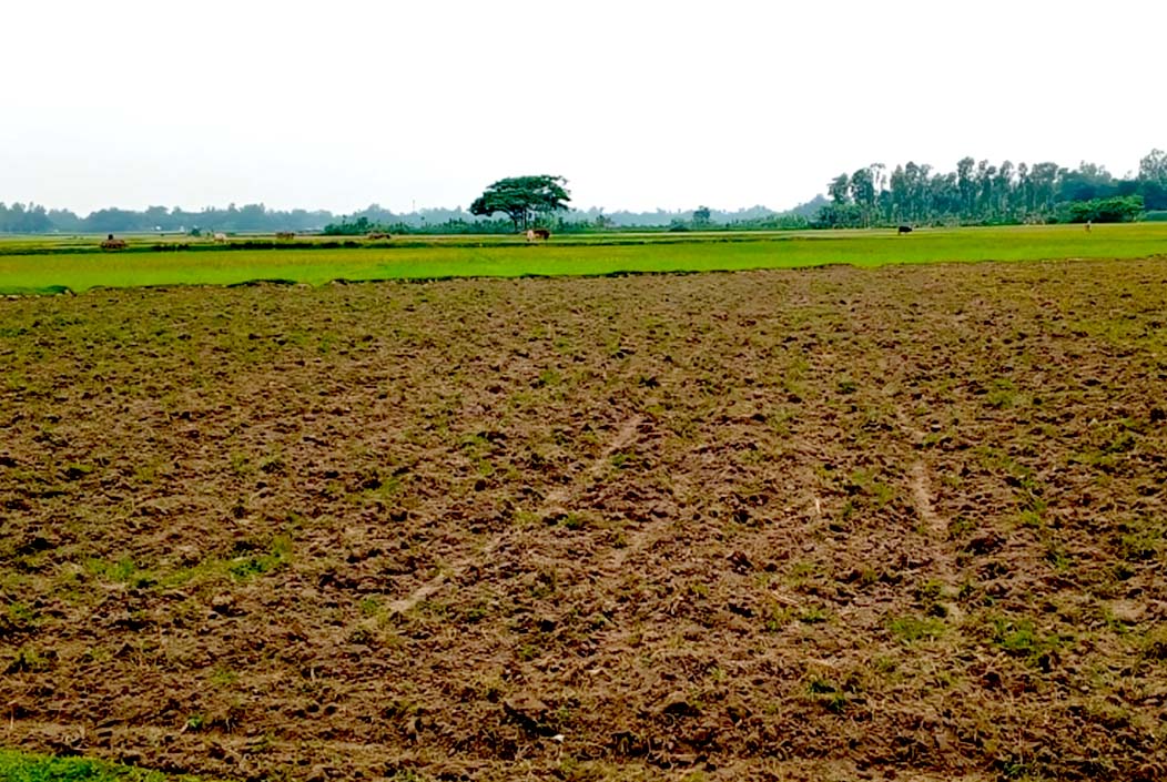 শেরপুরে ভাবির জমি দখল করলো তিন ননদ