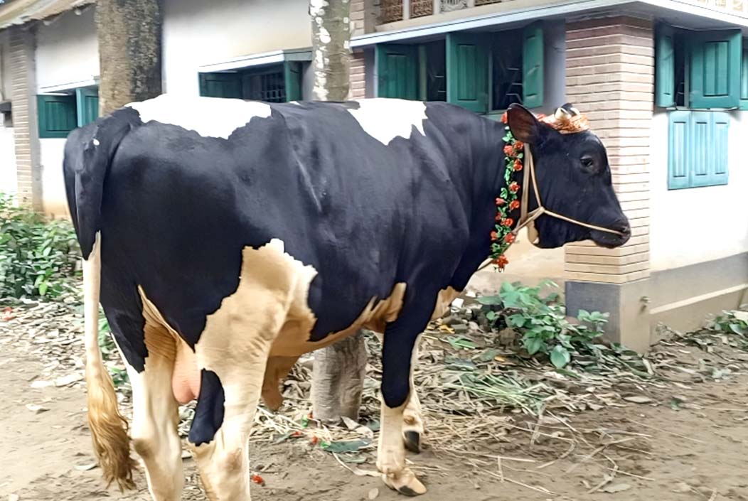 শেরপুরের ‘রাজাবাবু’ কোরবানির হাটের চমক