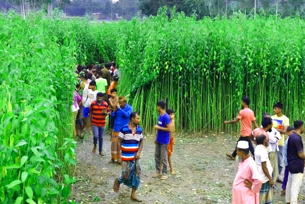 বগুড়ার শিবগঞ্জে পাটক্ষেত থেকে অজ্ঞাত নারীর কঙ্কাল উদ্ধার