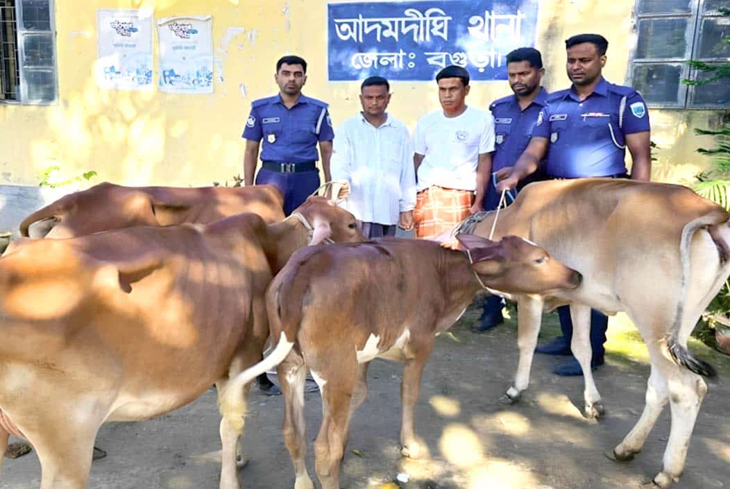 Two arrested with 4 stolen cows in Bogra Onnetion