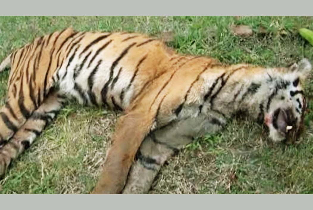 বাগেরহাটে পূর্ব সুন্দরবনে মৃত বাঘ উদ্ধার বাগেরহাটে পূর্ব সুন্দরবনে মৃত বাঘ উদ্ধার