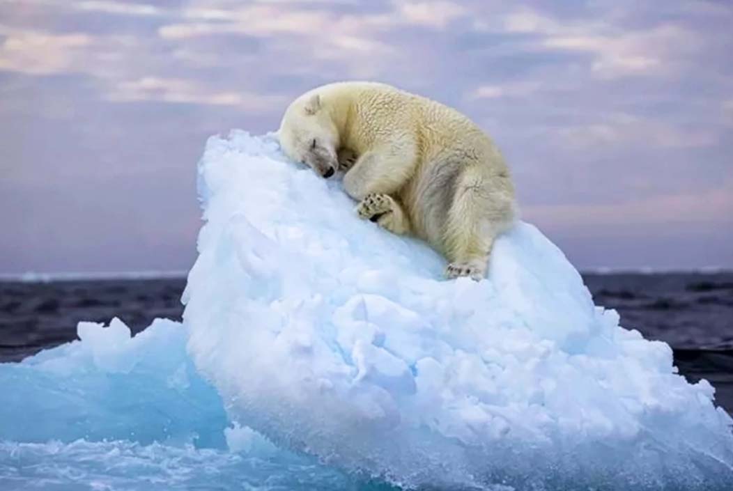 শিরোপা জিতল হিমশৈলের ওপর ঘুমন্ত মেরু ভাল্লুকের ছবি শিরোপা জিতল হিমশৈলের ওপর ঘুমন্ত মেরু ভাল্লুকের ছবি