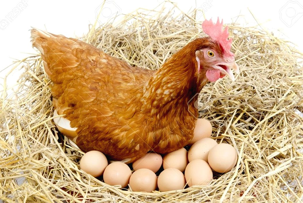 ডিমের নতুন দাম নির্ধারণ করল সরকার