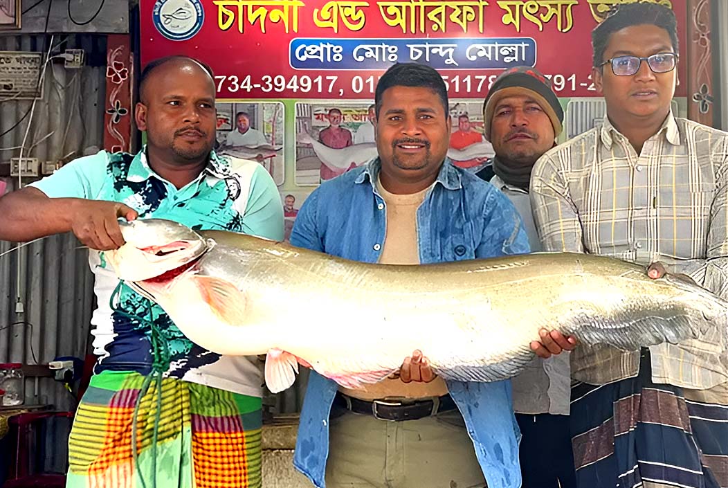 পদ্মা নদীতে ধরা পড়লো ১৬ কেজির বোয়াল, অর্ধলাখ টাকায় বিক্রি পদ্মা নদীতে ধরা পড়লো ১৬ কেজির বোয়াল, অর্ধলাখ টাকায় বিক্রি