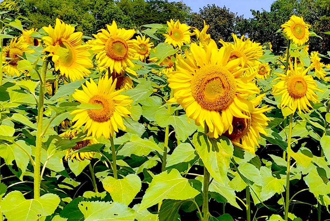 সূর্যমুখী ফুলে ভরলো মাঠ, দ্বিগুণ আবাদে খুশি চাষিরা সূর্যমুখী ফুলে ভরলো মাঠ, দ্বিগুণ আবাদে খুশি চাষিরা