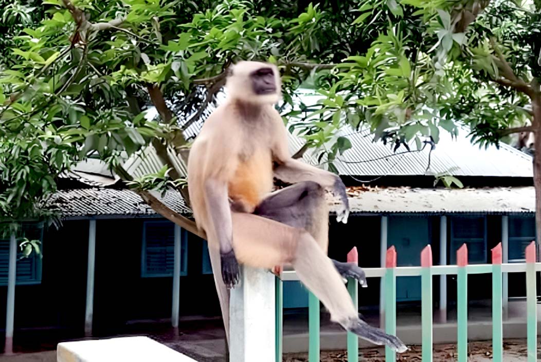 ধুনটে খাবারের সন্ধানে লোকালয়ে দলছুট হনুমান