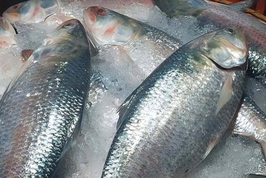 ভারতে ১২০০ মেট্রিক টন ইলিশ পাঠানো হবে: মৎস্য উপদেষ্টা 1,200 metric tons of hilsa to be sent to India Fisheries Advisor Onnetion