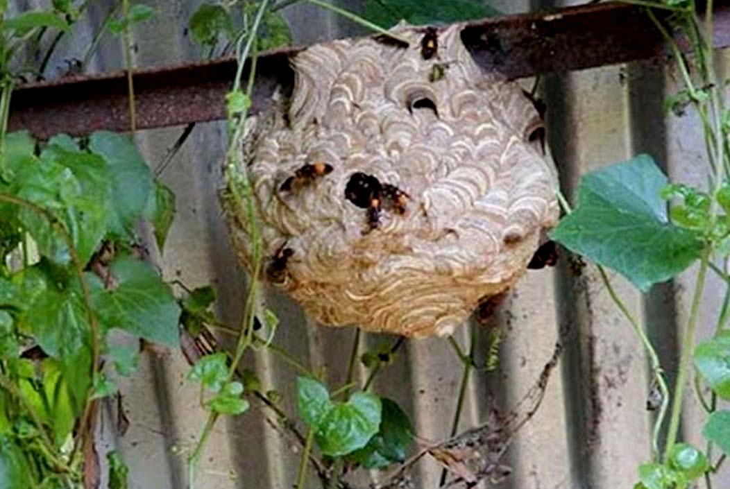 Child dies after being bitten by a viper snake in Dhunte, Bogra Onnetion