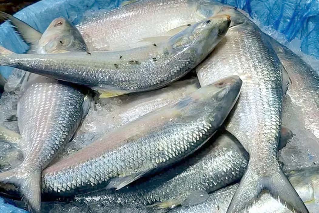 ইলিশের কেজিতে দাম কমল ৫০০ টাকা Hilsa price drops by Tk 500 per kg Onnetion