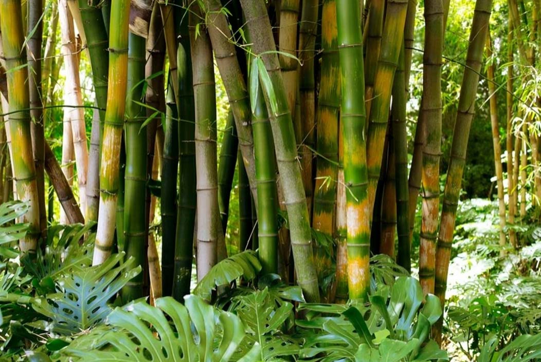 আজ বিশ্ব বাঁশ দিবস Today is World Bamboo Day. Onnetion