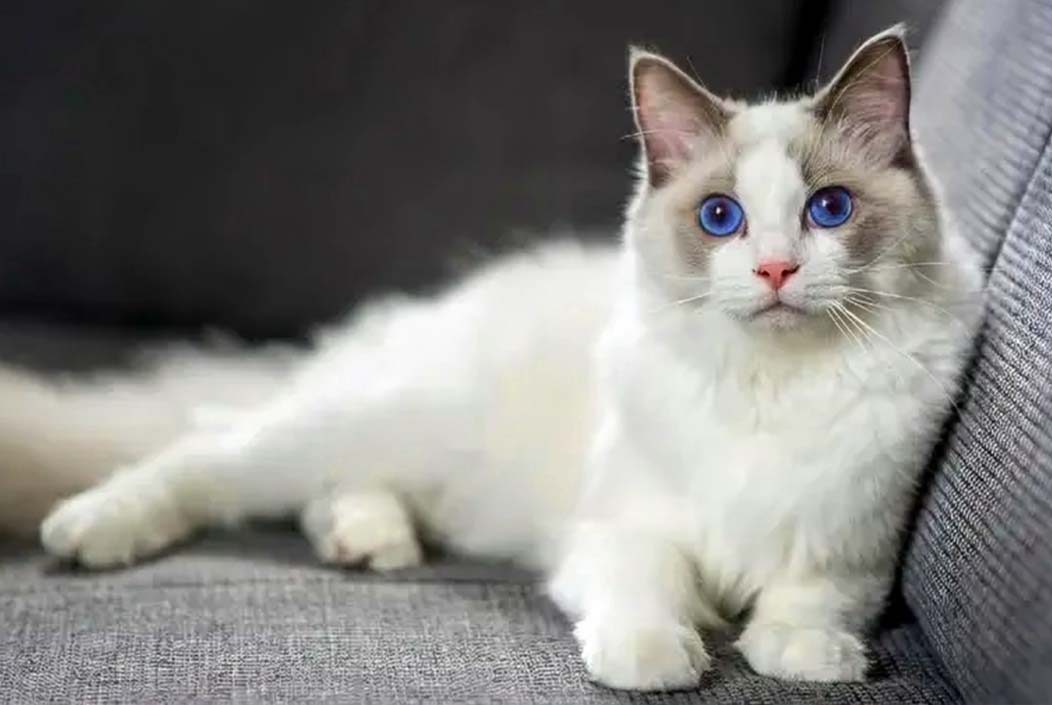 দায়ের আঘাতে বিড়ালের পা ভাঙার অভিযোগ, থানায় মামলা Cat's leg broken by a knife, case filed at police station Onnetion