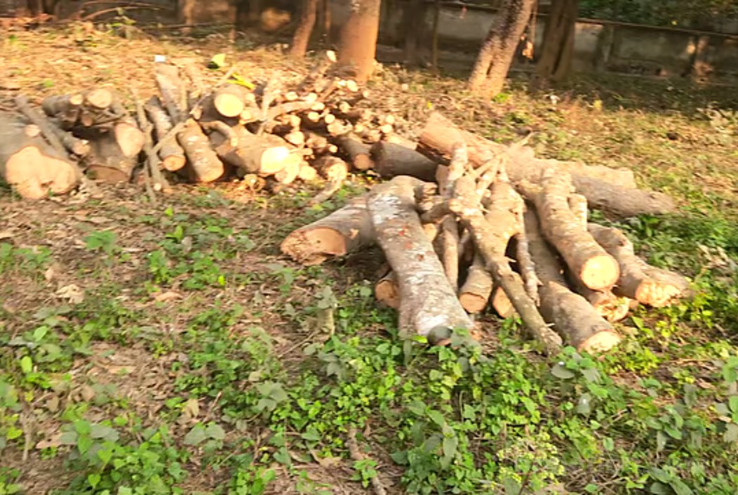 প্রশাসনের অভিযানে জব্দকৃত সরকারি গাছের কাঠ ও খড়ি | ছবি: সংগৃহিত প্রশাসনের অভিযানে জব্দকৃত সরকারি গাছের কাঠ ও খড়ি | ছবি: সংগৃহিত