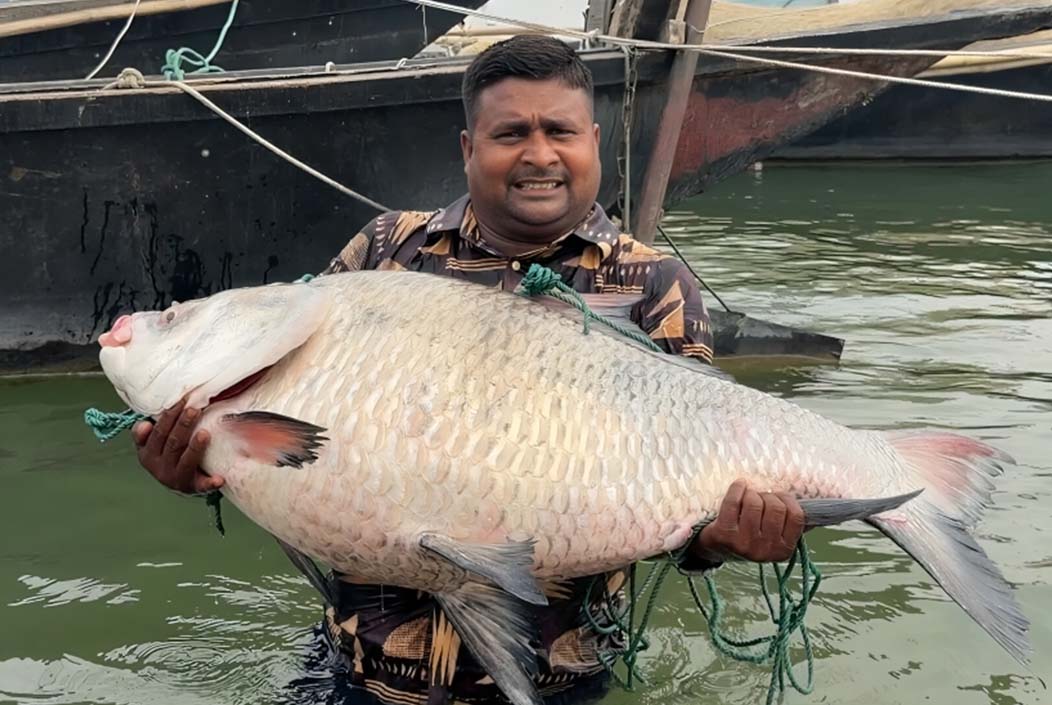 পদ্মায় ধরা পড়ল ২৫ কেজির কাতল, ৪৮ হাজারে বিক্রি 25 kg of catfish caught in Padma, sold for 48 thousand Onnetion