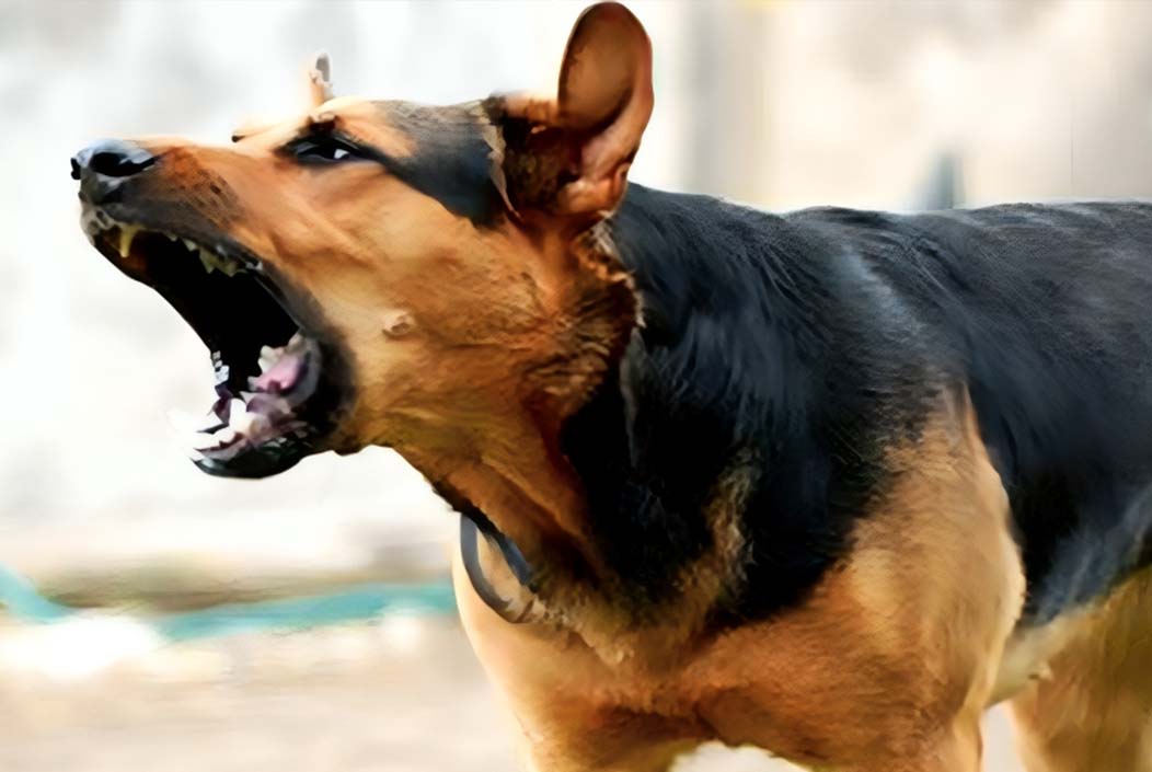 50 injured, including women and children, in Sakhipur after being bitten by a mad dog Onnetion